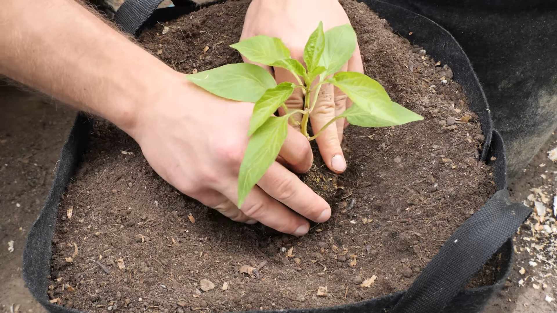 Paprika Anbau Anfänger Tipps