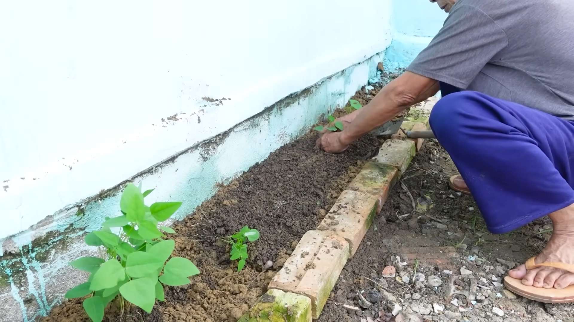Flügelbohnen Anbau im Garten