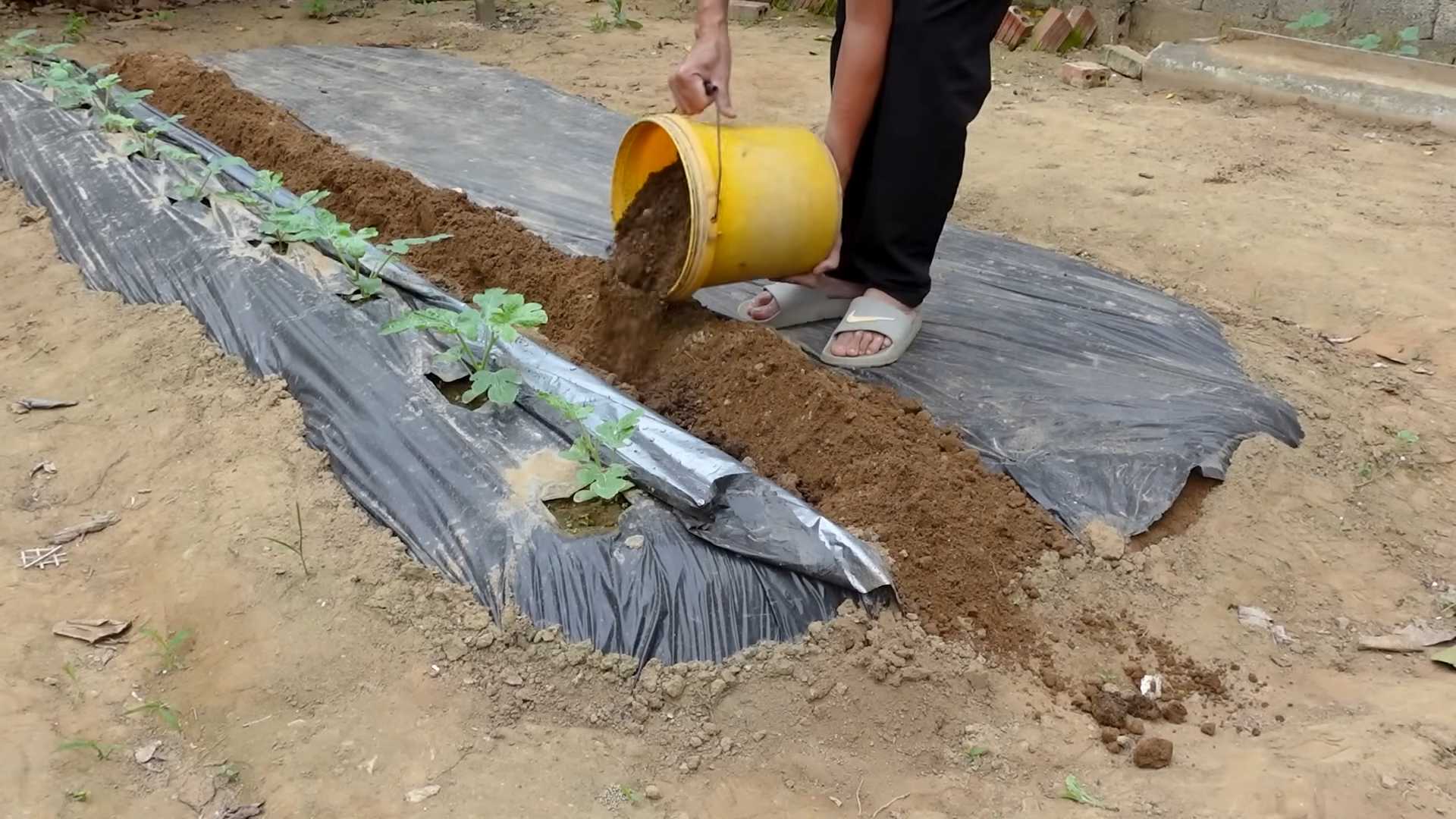 Wassermelone im Garten pflanzen
