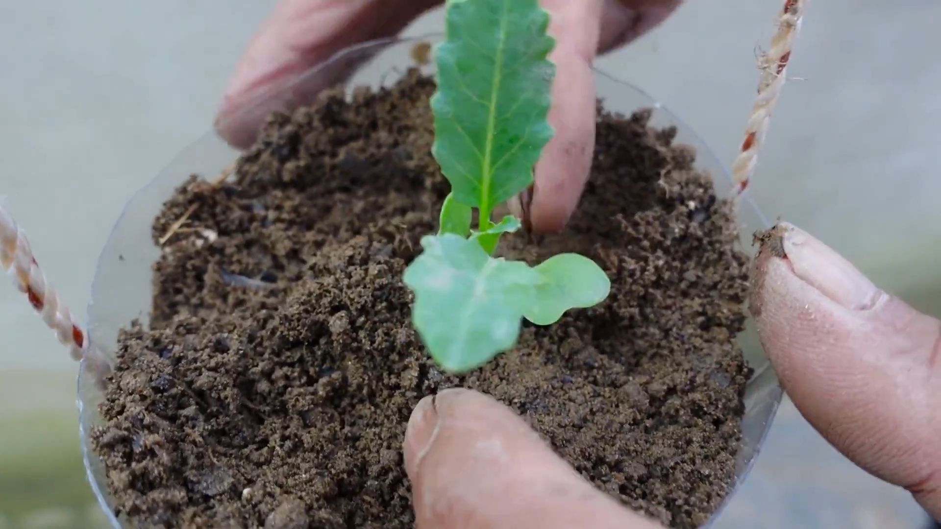 Kohlrabi Anbau für Anfänger
