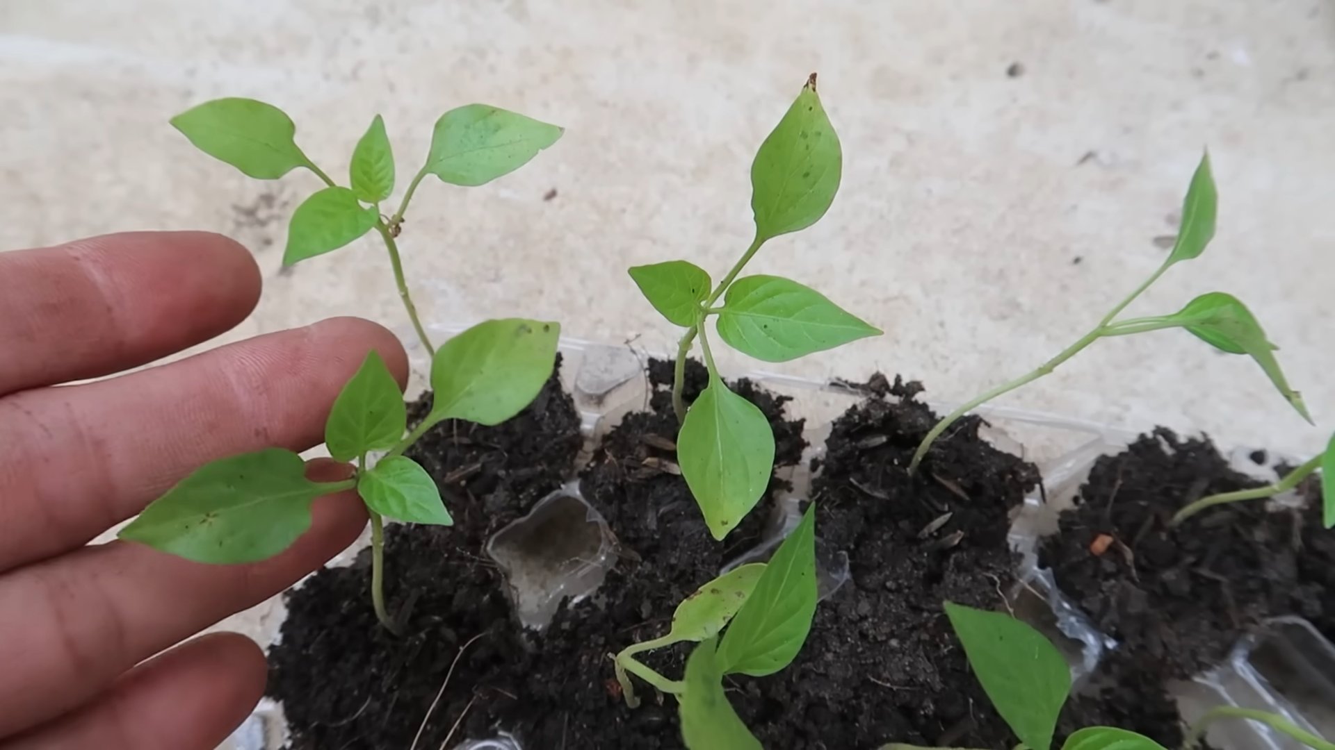 Paprika Anbau Plastikflasche
