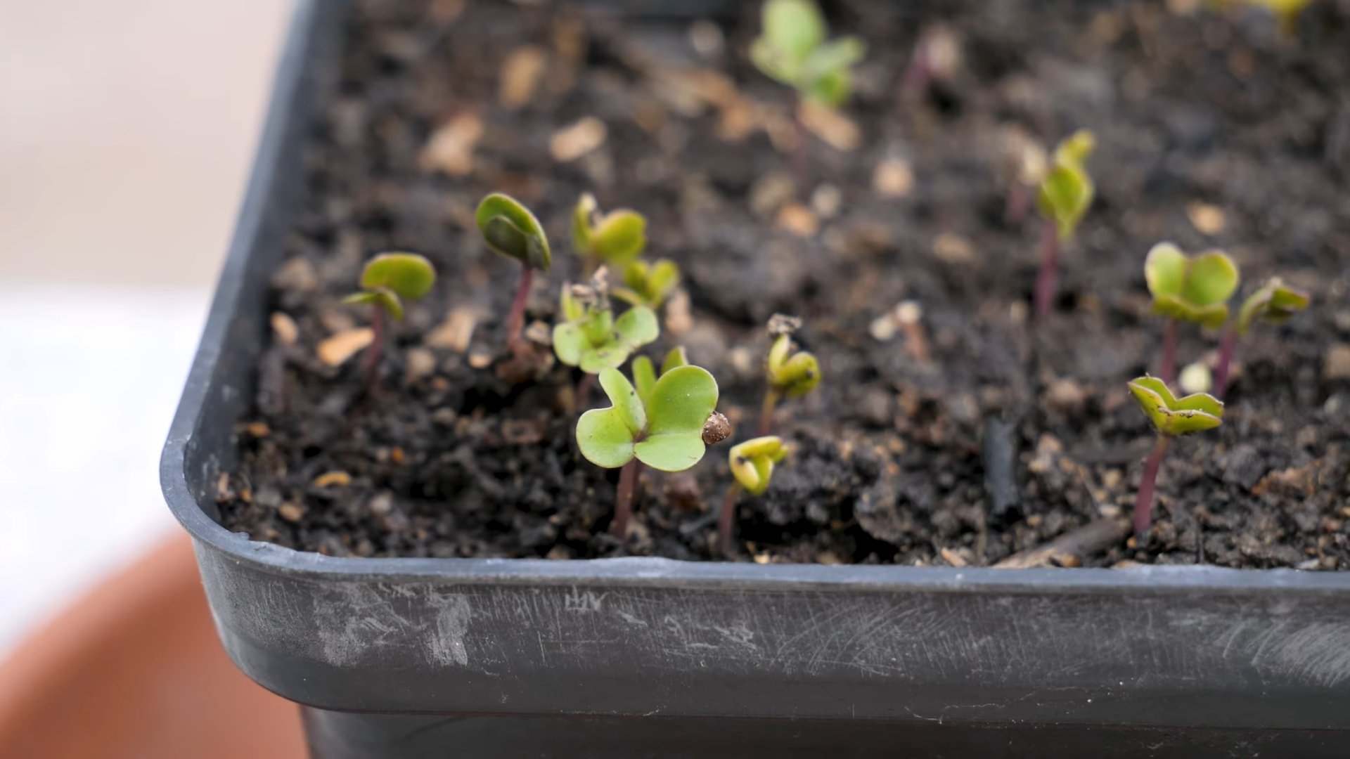 Rosenkohl Ernten Küchengarten