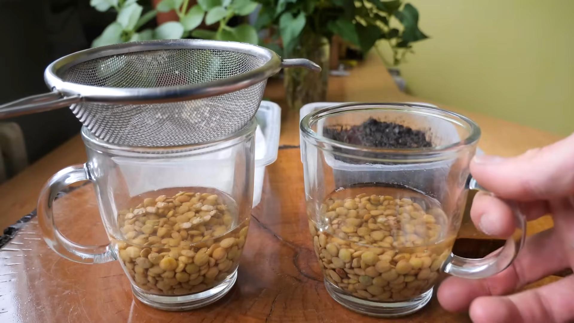 Microgreens ohne Erde anbauen