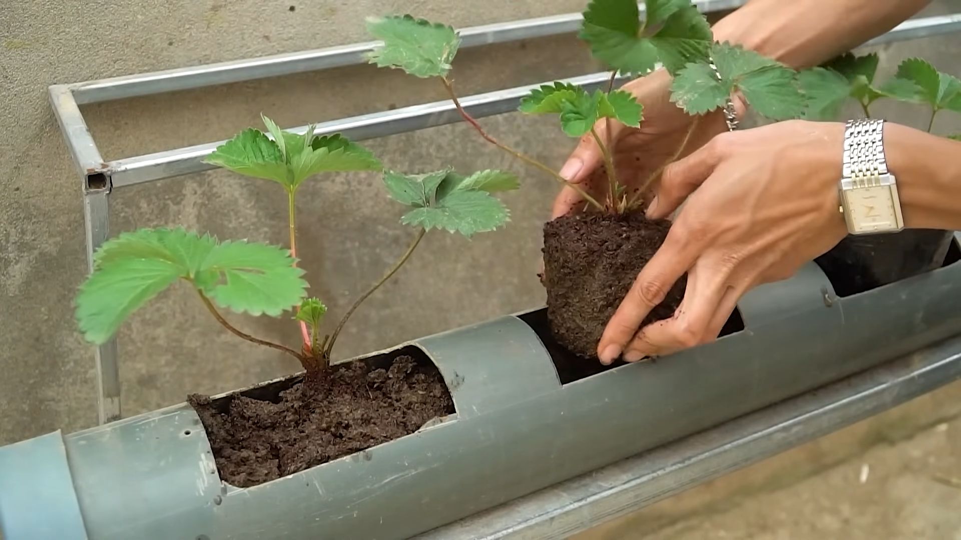 Erdbeeren anbauen ohne Gießen