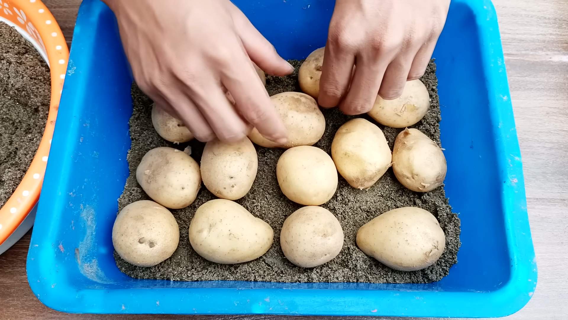 Kartoffeln auf Terrasse anbauen