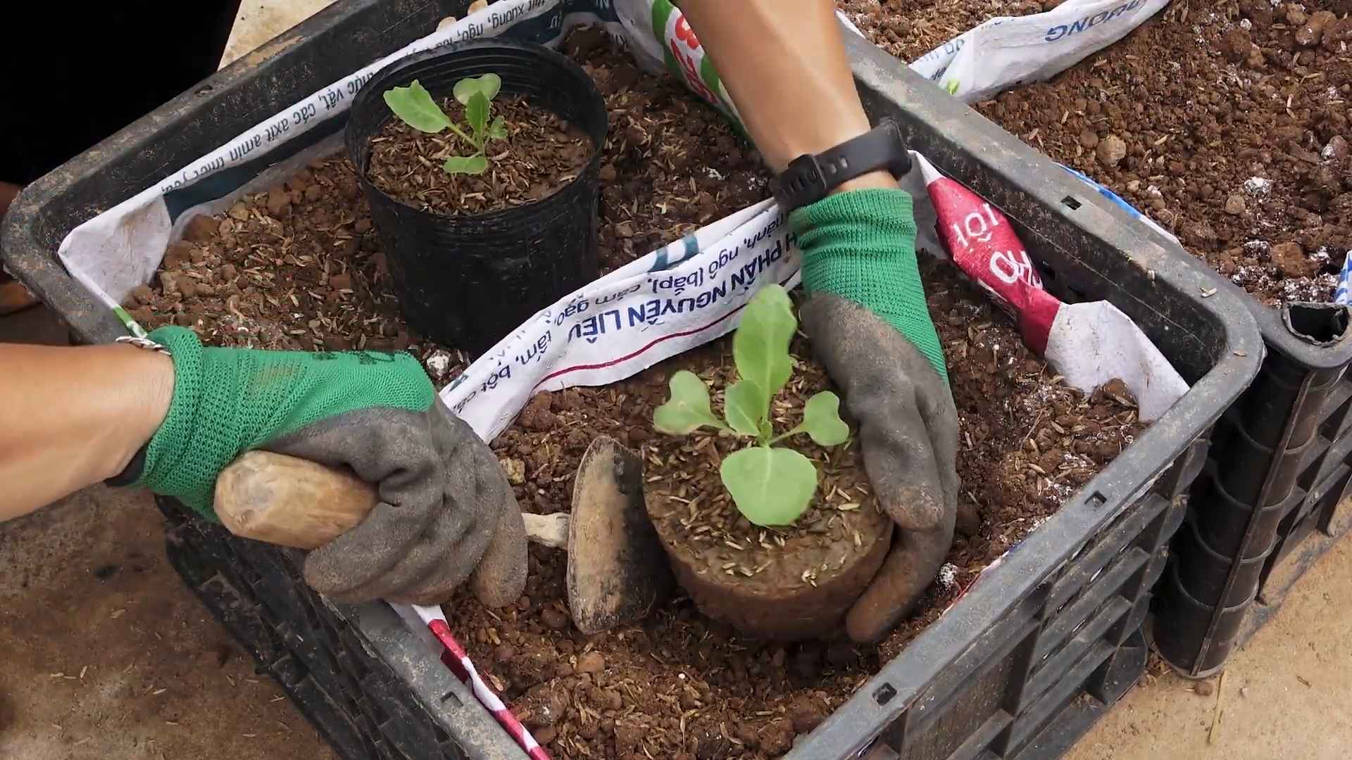 Kohl Anbau aus Samen