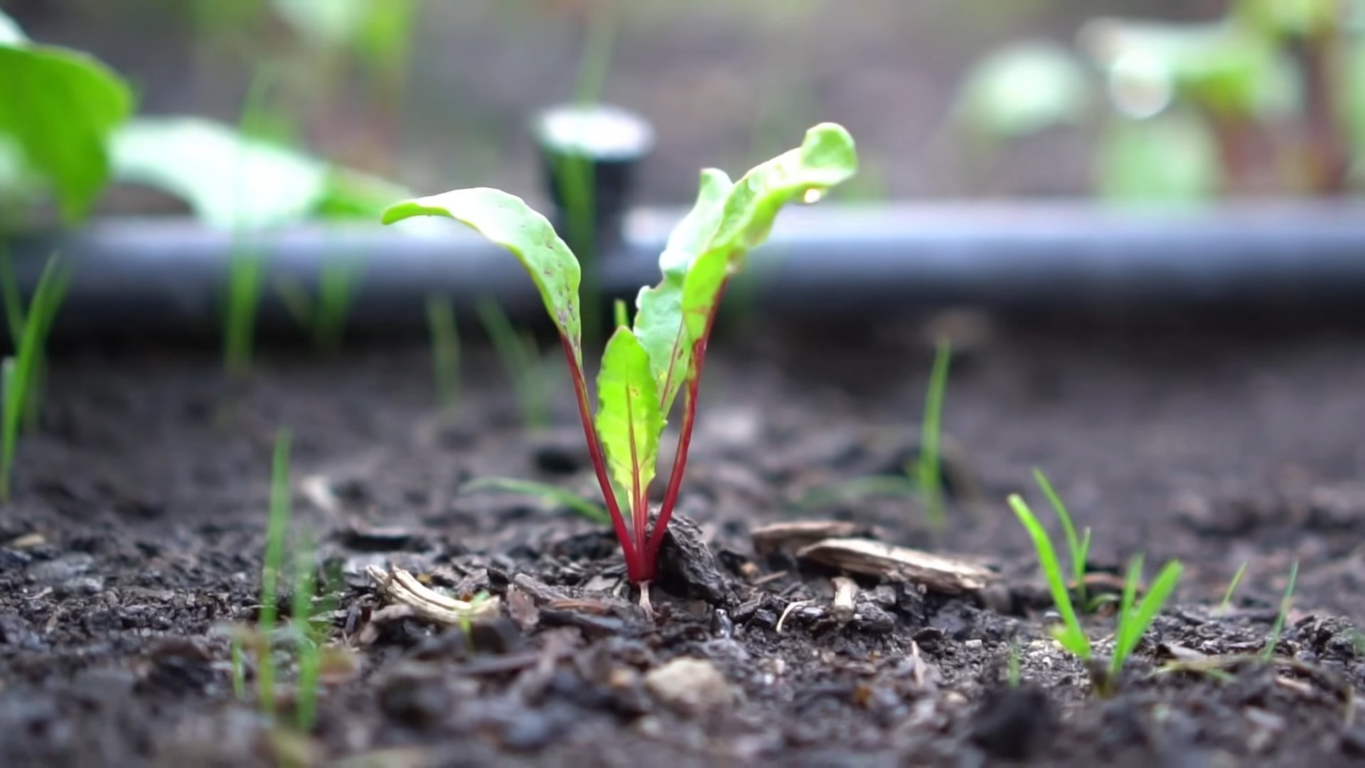 Rote Bete selbst anbauen