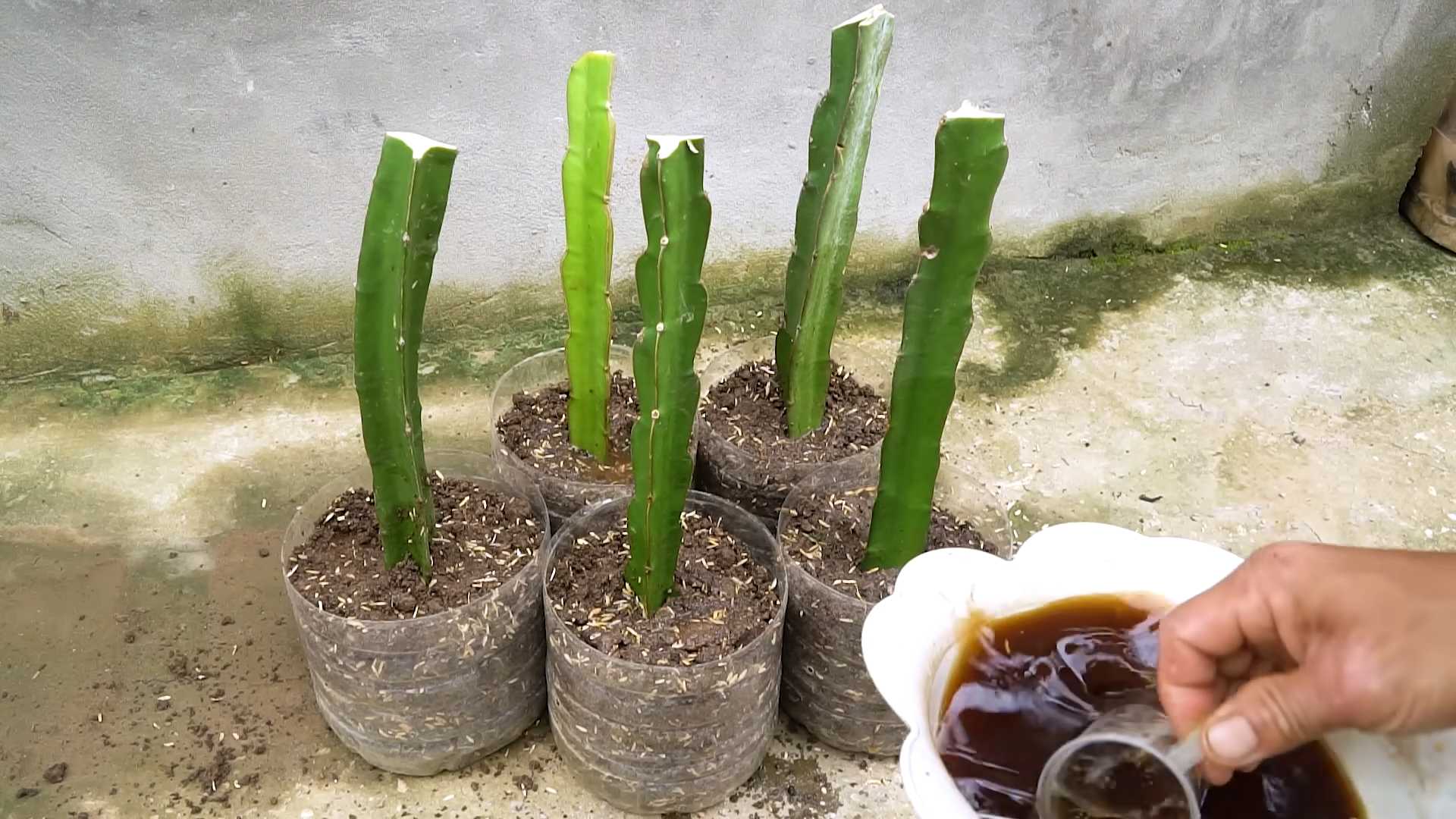 Drachenfrucht Anbau für Anfänger