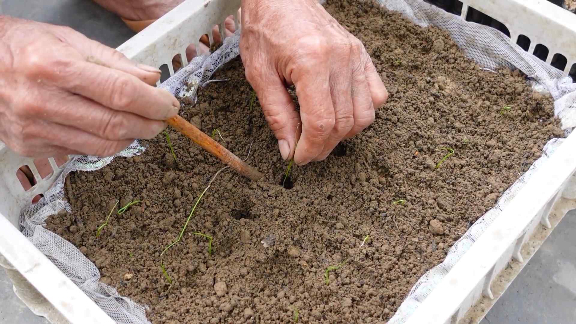 Lauch Anbau Anleitung
