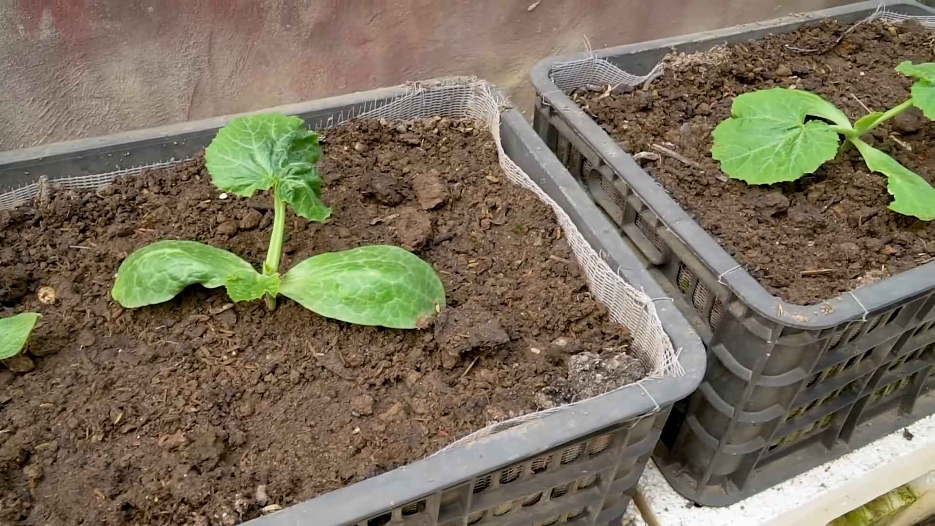 Seltene Zucchini anbauen