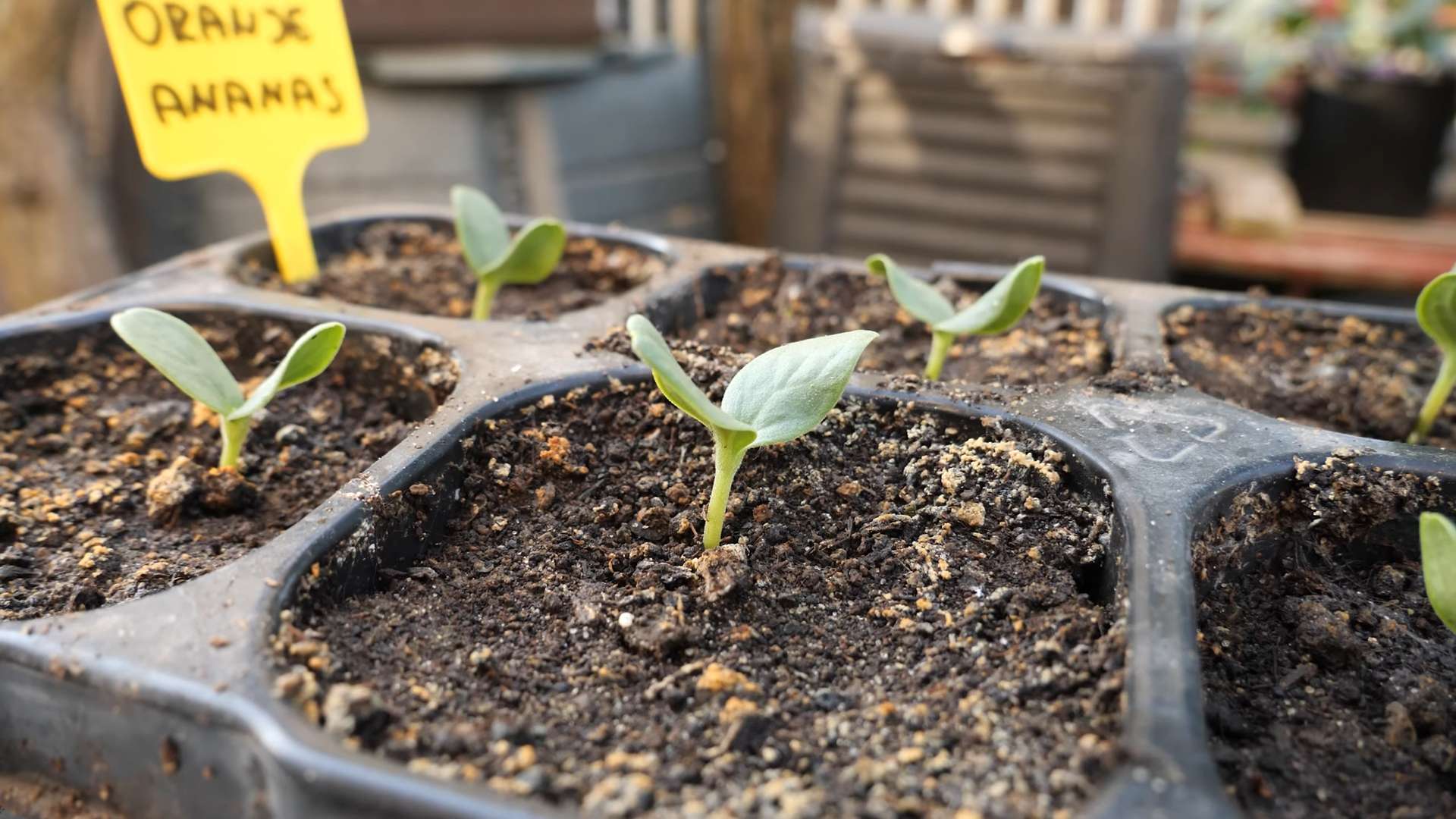 Wassermelone Anbau im Garten