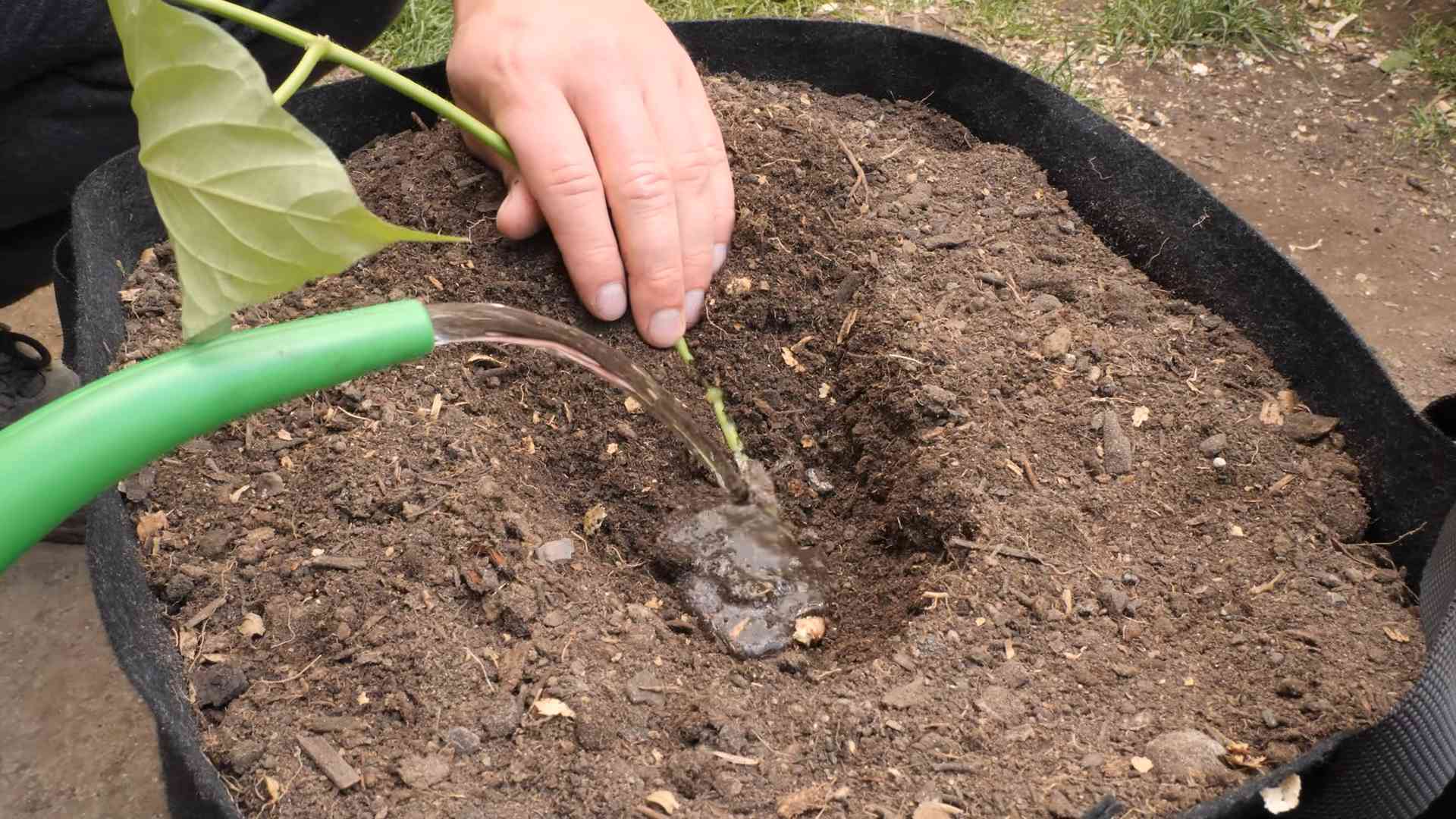 Süßkartoffeln Anbau Ernte
