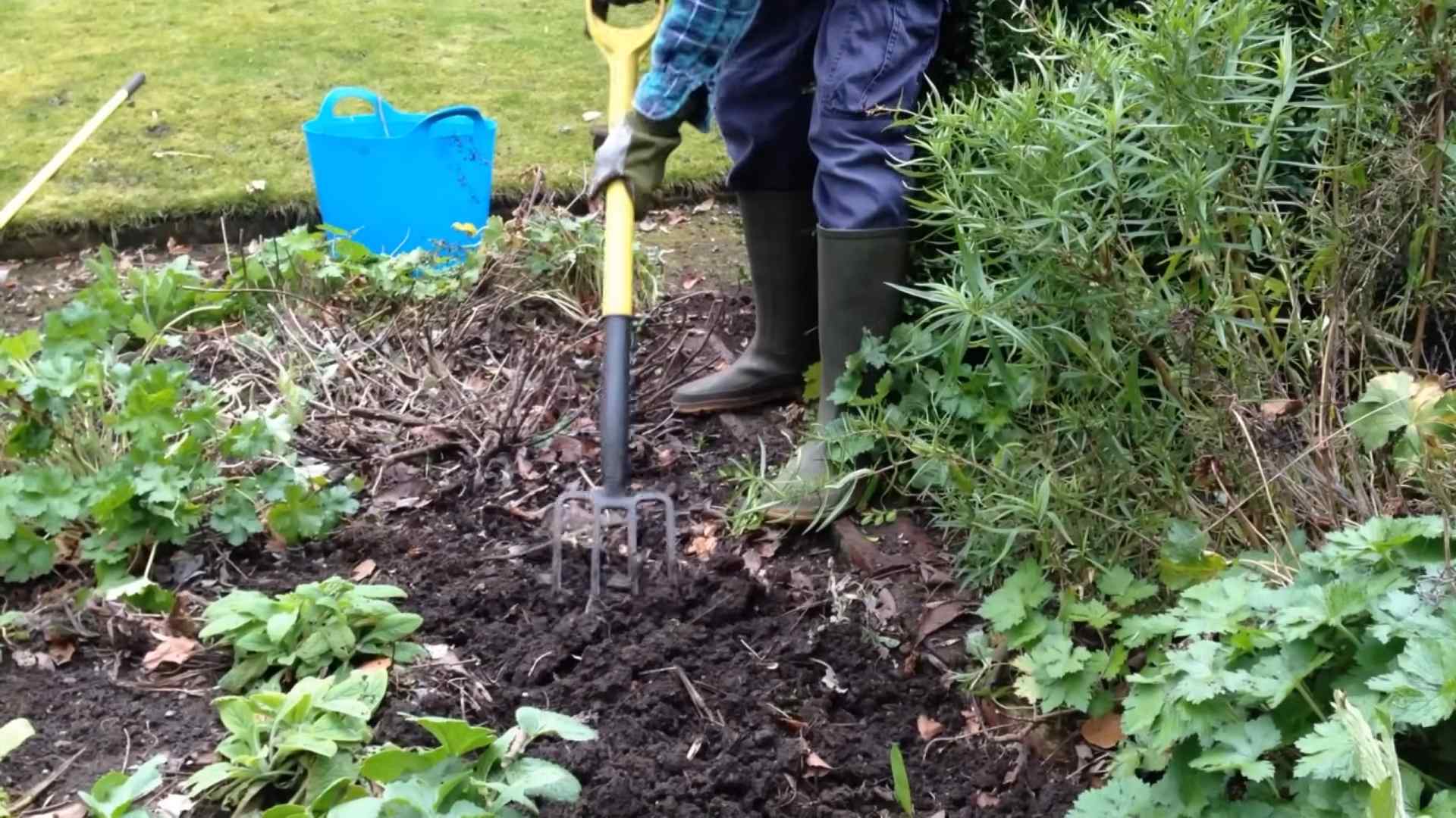 Blaubeeren selber anbauen