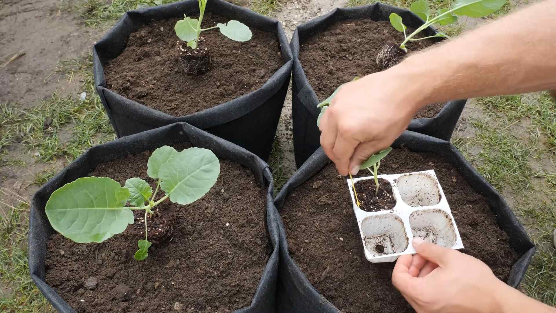 Brokkoli im Topf ziehen