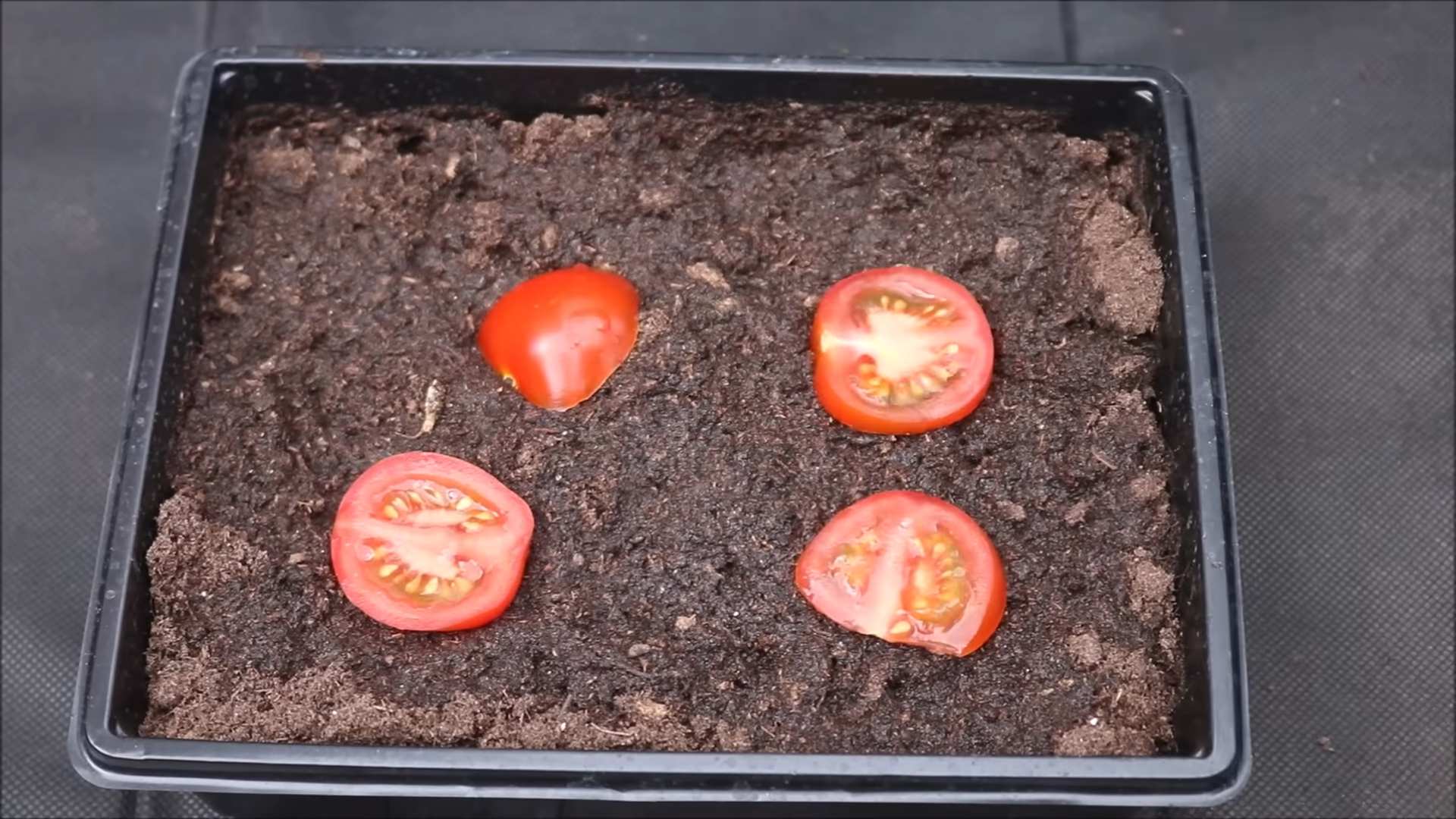 Tomaten aus Samen ziehen