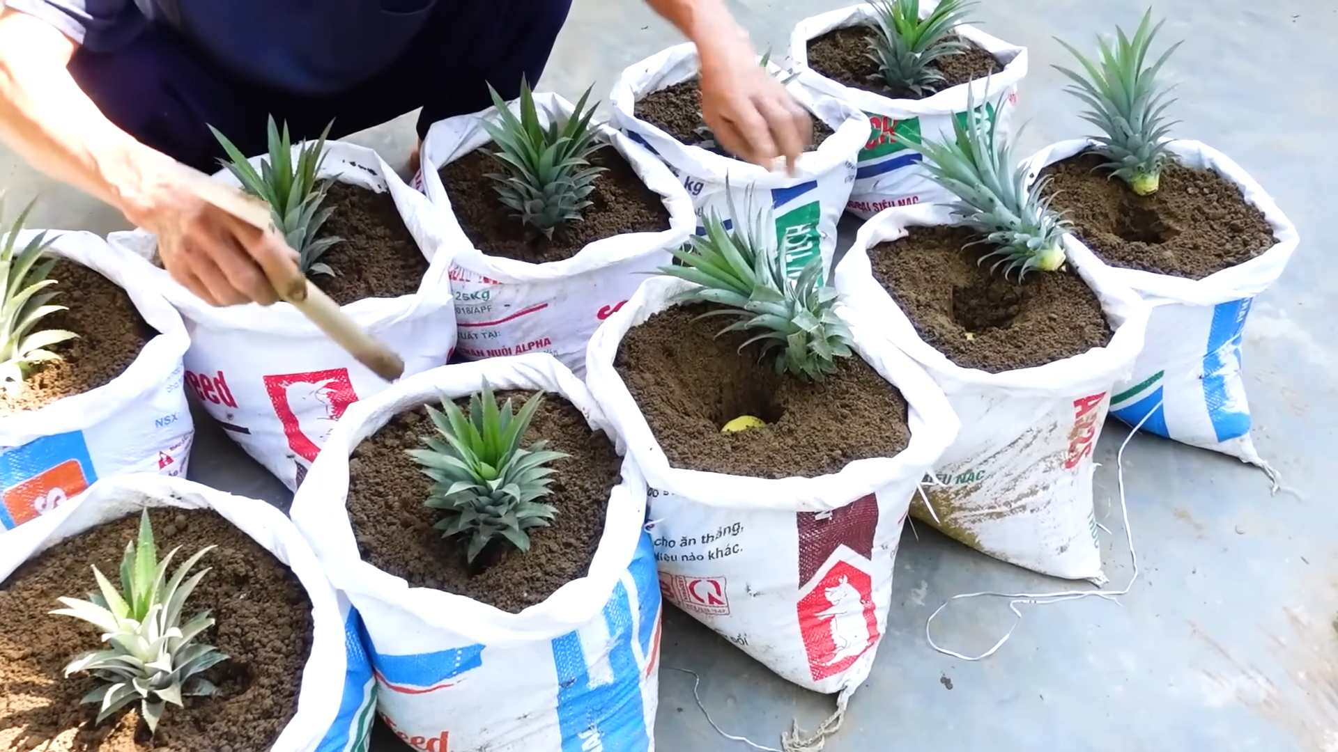 Ananas selber ziehen