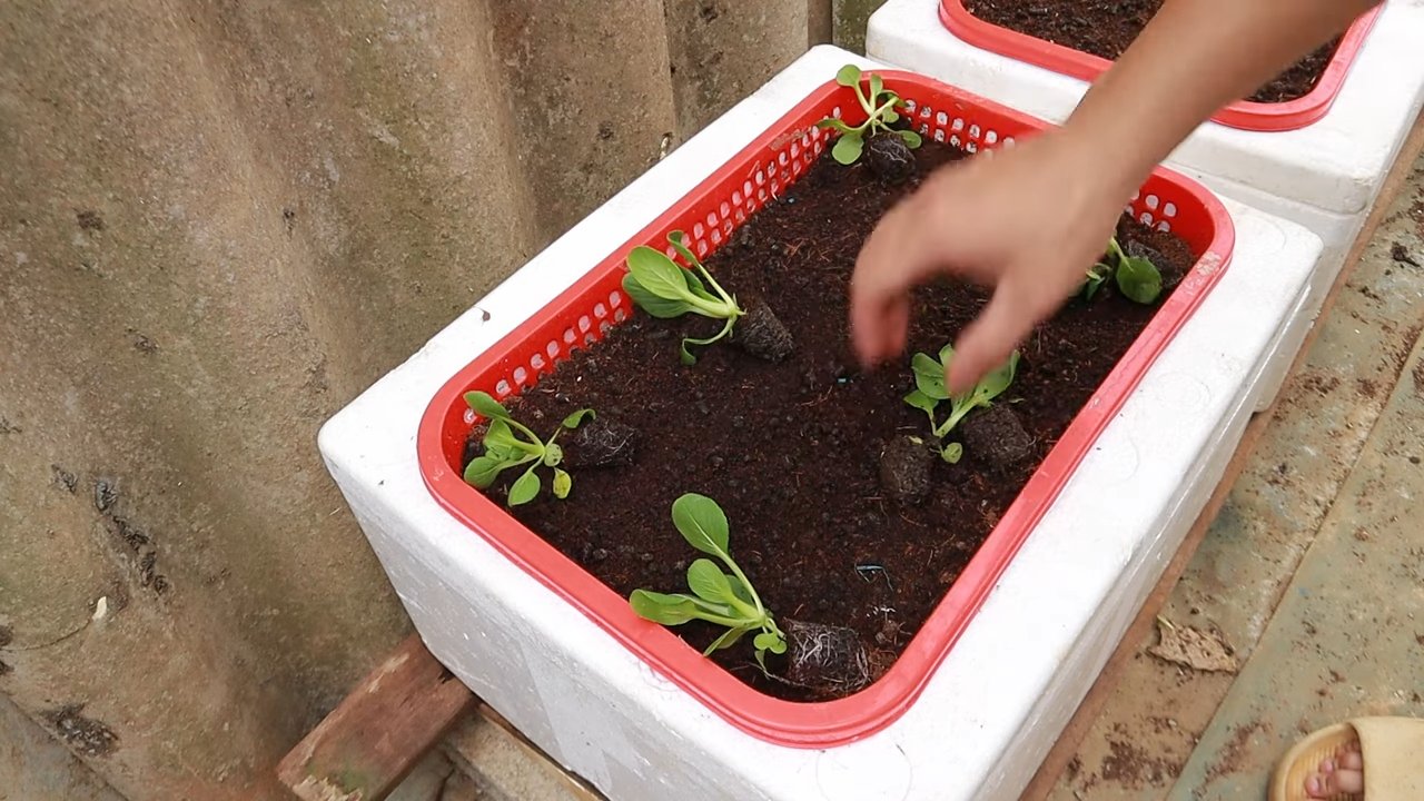 Bok Choy Anbau im Garten