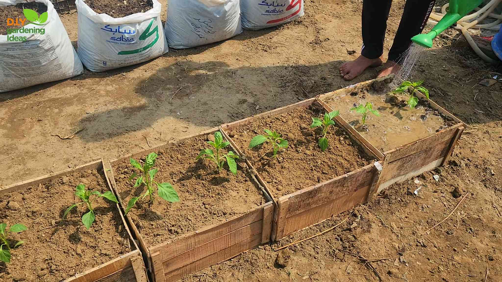 Paprika Anzucht Behälter