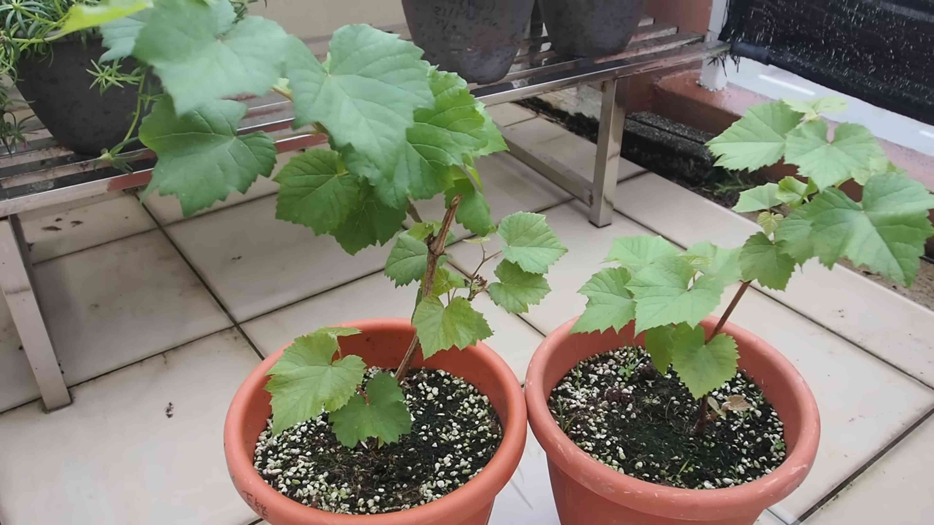 Weinreben selber pflanzen