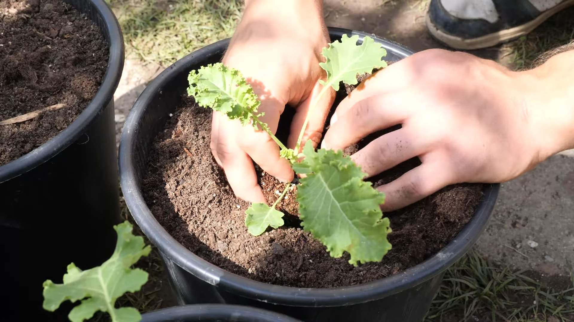 Kohl anpflanzen kontinuierliche Ernte