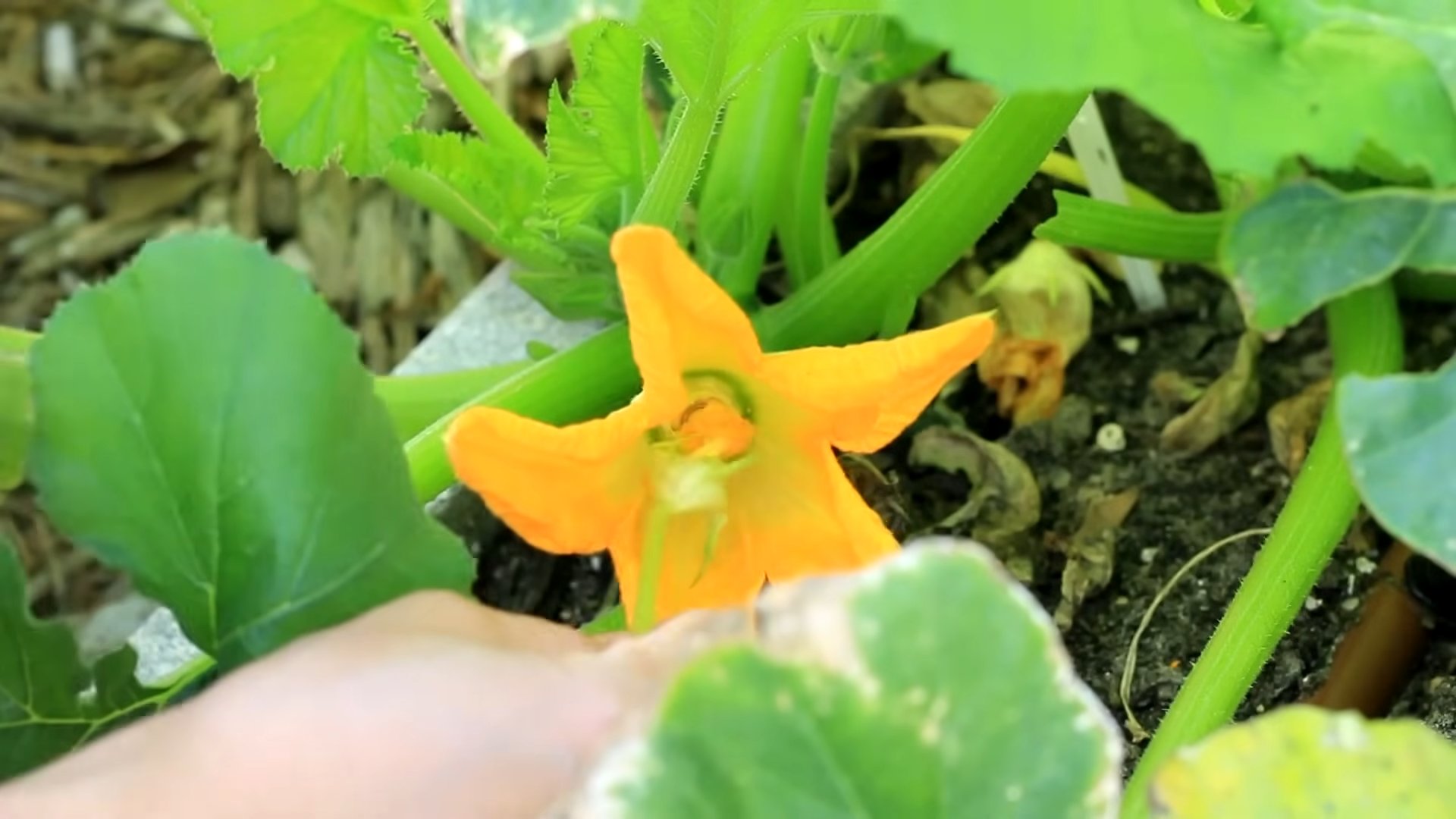 Zucchini Ernte Anleitung