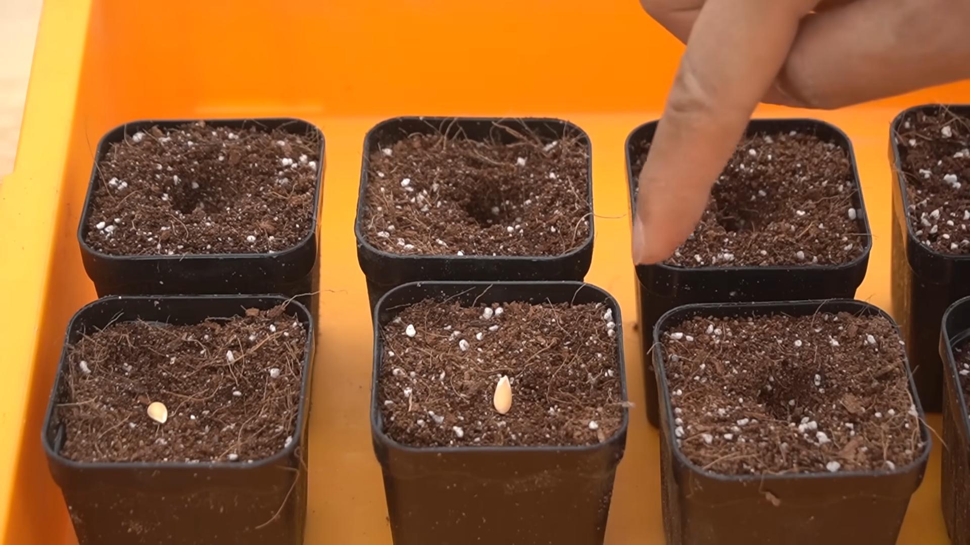 Melonen Anbau Anfänger
