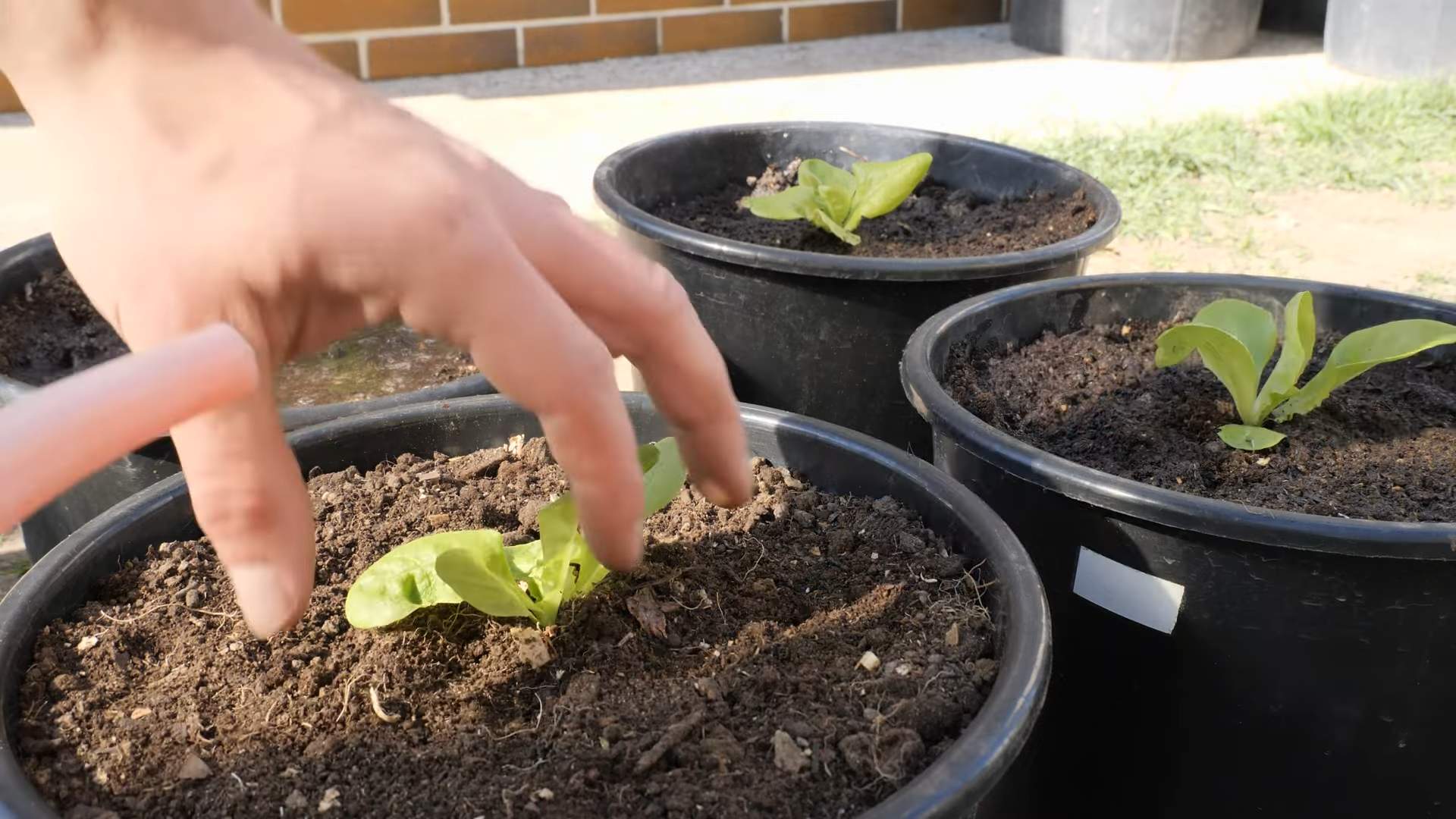 Salat anbauen im kleinen Behälter