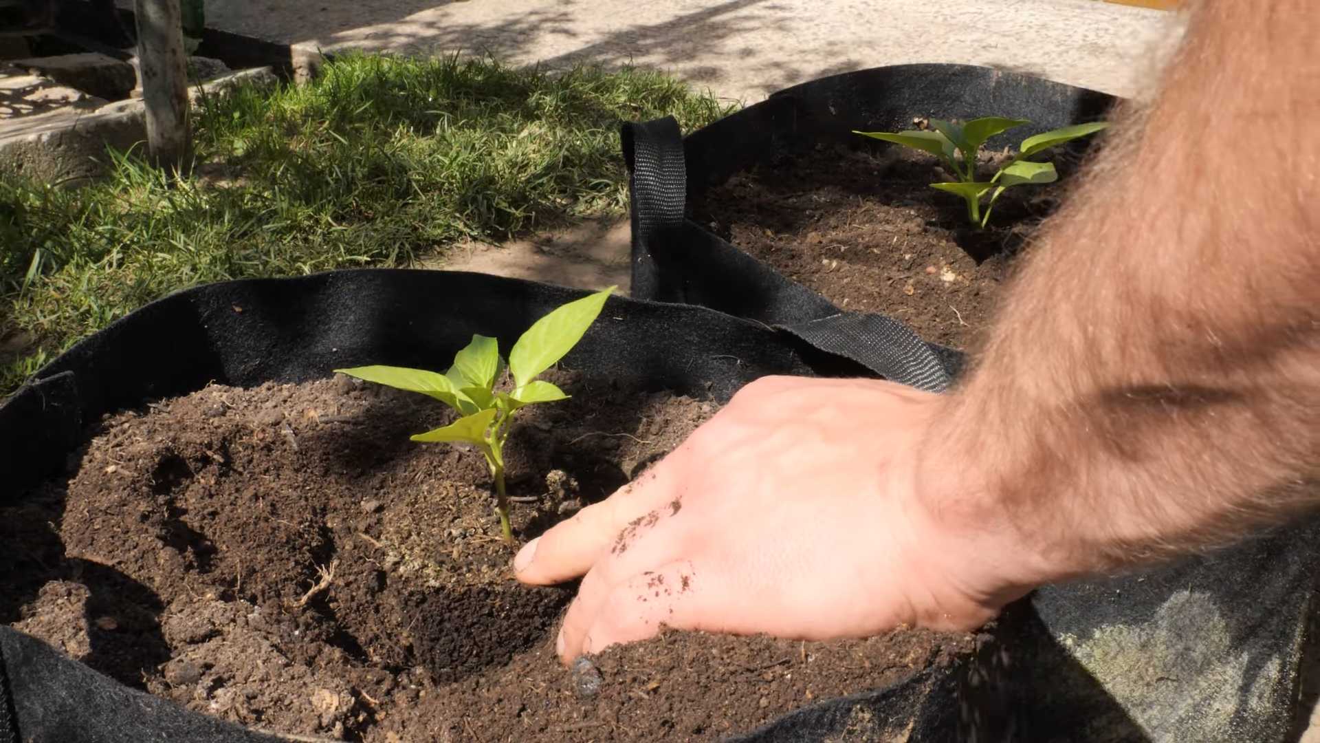 Paprika Anbau im eigenen Garten
