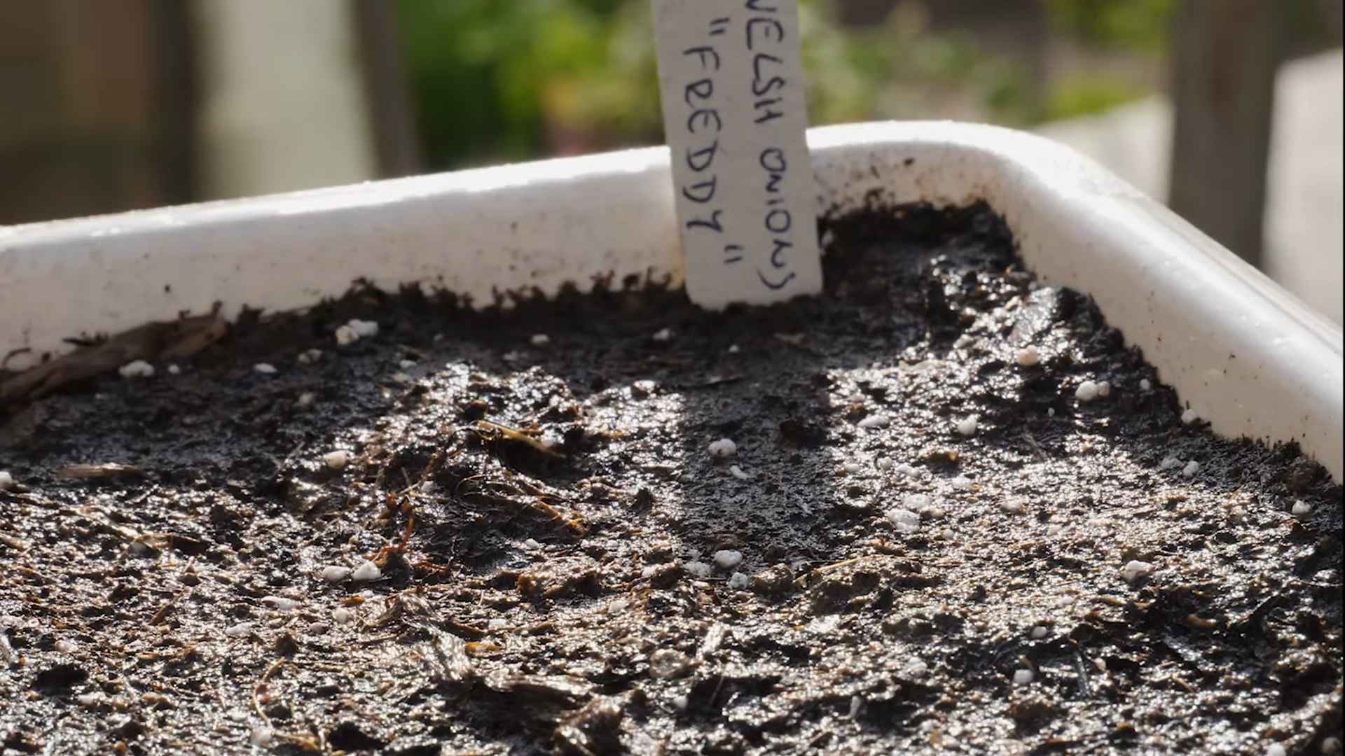 Schnittlauch Anbau im Topf