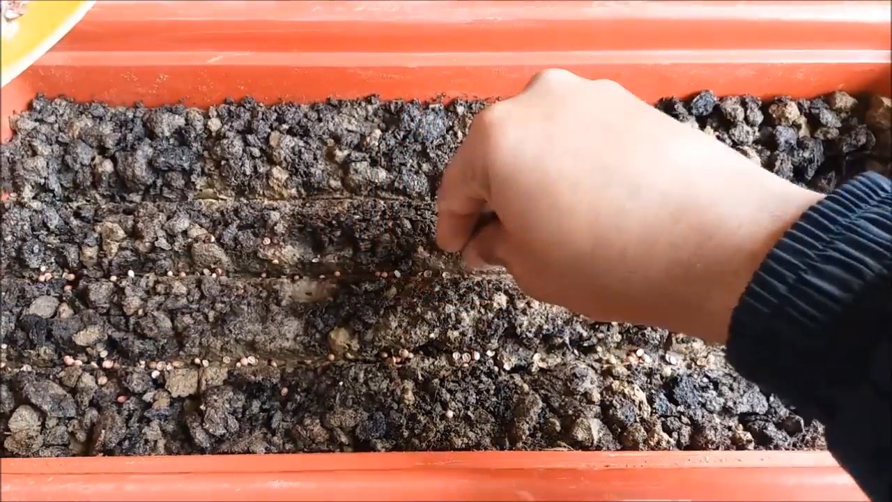 Zilantro drinnen anbauen