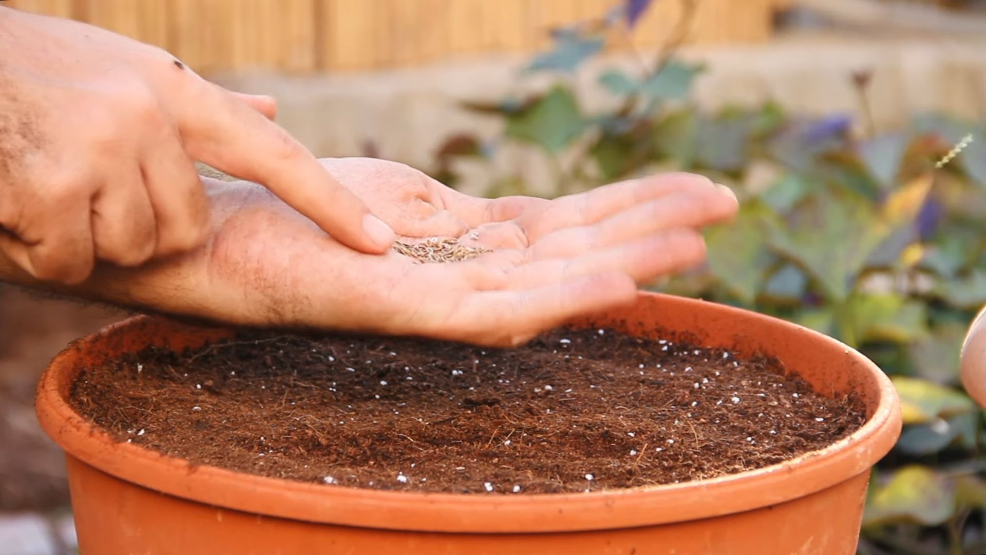 Dill Kräuter Küche anpflanzen